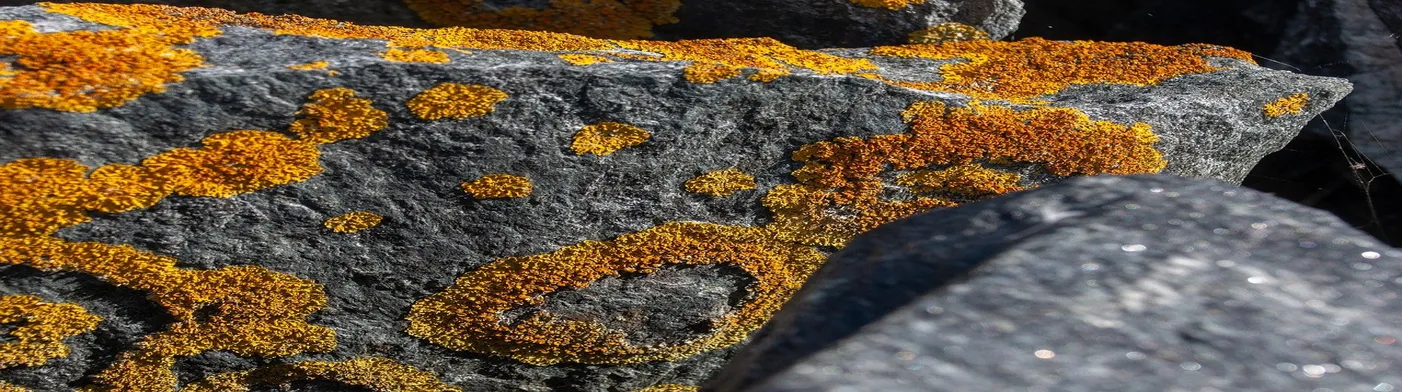 법무법인 서앤율